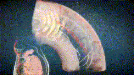 From 'soft' weak to 'tough' guy, this isthe only step left! (38cm, 2 hours)